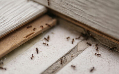 5 tips to get rid of ants